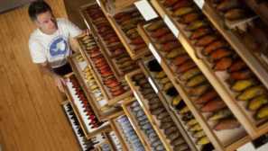 V zadnjih 40 letih so velikosti ptic postale manj